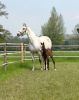 Two more healthy foals