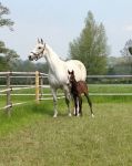 Two more healthy foals